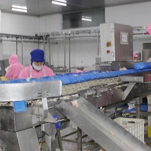 [Hot Item] Halal Muslim Slaughter Chicken Poultry Carcass Processing Equipment Duck Slaughter and Processing Line Poultry Slaughtering Facility Solutions