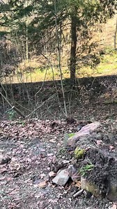 Hättet ihr gewusst, dass in Baden-Württemberg nach Landes-Waldschutzgesetz §83 das Radfahren nur auf befestigten(!) Wegen erlaubt ist, die breiter als 2 Meter sind - also praktisch nur auf geschotterten Forstwegen? Ausnahme sind natürlich explizit als Mountainbike-Strecken ausgeschilderte und eindeutig gekennzeichnete Trails. Auf schmalen Wanderwegen wie hier ist Fahrradfahren hingegen prinzipiell untersagt - umso mehr eine bauliche Veränderung wie diese Rampe. Wie ist das in eurer Gegend gerege