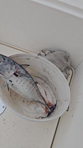 Bit će nešto...🐟 | Zoran Delić - chef