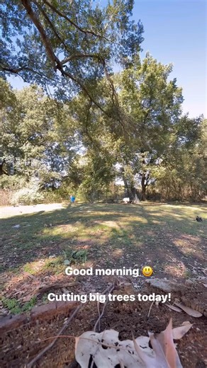 Cutting some big trees today! Look down in the comments to see what else we cut! | Chase’s Lawn Services & Pressure Washing, LLC