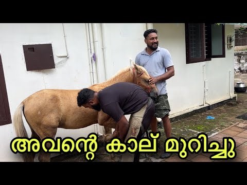 What happened when the language's leg was cut off?