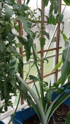 DIY Aquaponic Greenhouse Tour 🌱 | Cloning Tomatoes + Siphon System Explained!