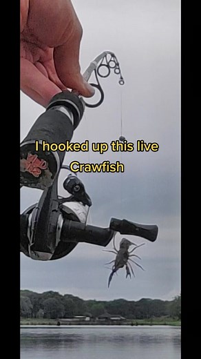 From now on if I find a Crawfish, Crawdad, Crayfish, whatever you call it, if i find one I'm using it as bait #crawfish #texas #lakefork #fishing #bait