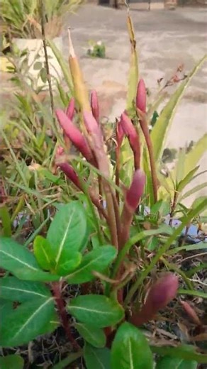Rain Lily में फूल कब आता है#plantingvlog#gardening #rainlilyflower#moonsoon #nature#garden #shorts
