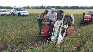 39K views · 308 reactions | Amazing machine -Harvesting garlic | Amazing Machine | Facebook