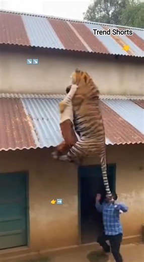 On Camera 🐅 Sudden Tiger Attack Near Home! 😨 Real Panic #shorts