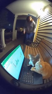 Datarails #1 FP&A Solution For Excel Users 🚀 | Ginger, you went too far this time! #excel #finance #manualwork #cats | Instagram