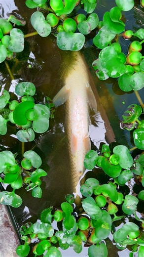 minipond ke ander itne bare size ka machli keise aya🐟😲(990) hindi fishing video #bigfish