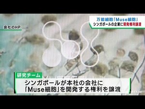 臓器修復に期待のＭｕｓｅ細胞 発見の東北大学研究チームが開発権利を譲渡