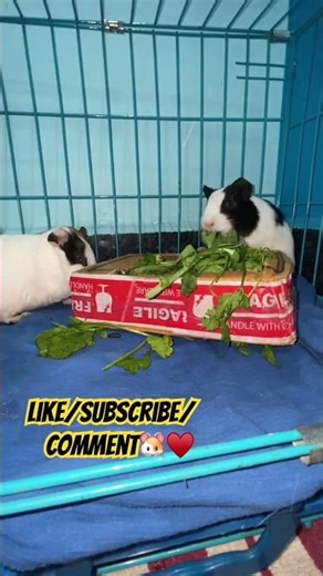 "This is too cute to handle”. 🐹🥕 #shorts #oreobrownie33 #guineapig #pets #cute