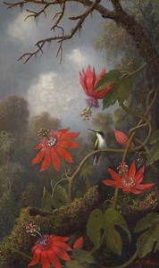 Hummingbird and Passionflowers | Martin Johnson Heade | Painting Reproduction