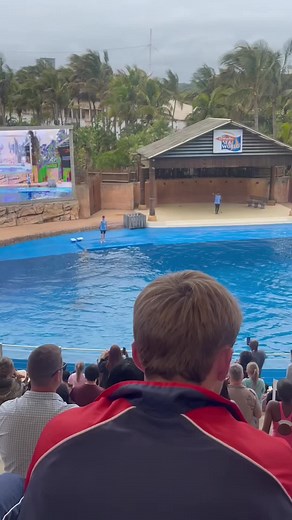 Dolphin Videos: How to Capture Stunning Ocean Clips