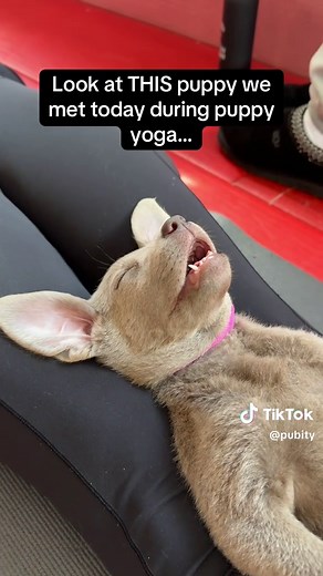 Cute Puppy Yoga Compilation