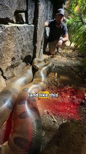 Meeting The Heaviest Snake on Earth