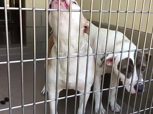 5/17 no longer listed 5/13 - RETURNED BY ADOPTERS! 4/27 no longer listed 4/1 update ~ Status RED "Sick, needs rescue or adopter ASAP, nasal discharge" ✰ ✰ ✰ ROXY is such a beauftul and unique looking girl! Dog friendly and kenneled with ALICE #A1082030. They did not come in together. Please share! ✰ ✰ ✰ ROXY #A1507880 I am a female, white and brown Pit Bull Terrier. The shelter staff think I am about 3 years old. I have been at the shelter since Mar 15, 2019. http://petharbor.com/pet.asp?uaid=RV