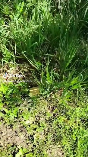 You Are His Cheeseburger: A Fun VeggieTales Song