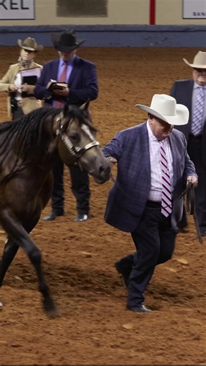 39K views · 752 reactions | We already think Sevens Star Glo is team roping’s super horse, BUT will he ACTUALLY be the 2023 AQHA Super Horse? 勞 Yeah, that includes pole bending and a halter class, on top of heading, heeling, breakaway roping and tie-down roping. Just five days on the pole bending pattern doesn’t look so bad. | The Team Roping Journal Magazine | Facebook
