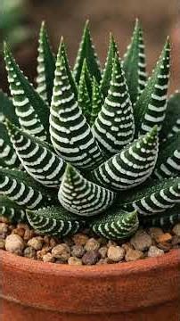 Tipos de suculentas.#suculentas#flores#cultivo#natureza