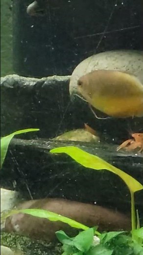 Dwarf Orange Crayfish (CPO)🦞