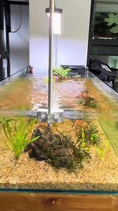 41K views · 740 reactions | New cleanup member for our river bed style aquarium. L144 bristle nose pleco. #pleco #plecostomus #cleanaquarium #AquariumCare #hygger #aquascaping #aquascape #aquariummaintenance | Aquascape.lk | Facebook