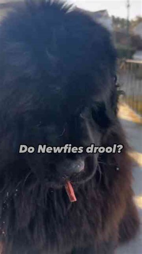 Drool Patrol Activated! When Your Dog’s Slobber Says It All