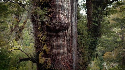 Roots of resistance: Defending Chile’s 5,000-year-old tree