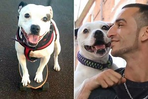 Britain's Got Talent skateboarding dog Ziggy Trixx dies aged 7