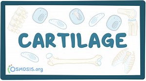 Cartilage structure and growth: Video, Causes, & Meaning | Osmosis