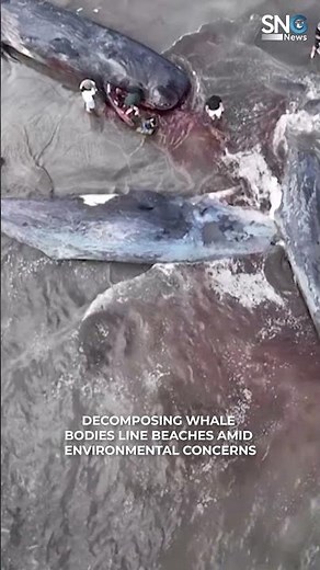 Drone Captures Dozens of Beached Whales in Japan’s Chiba Coast