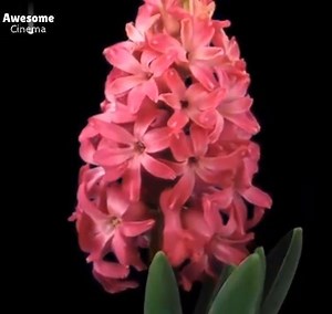 888K views · 15K reactions |  Close up process of blooming  | New Cinema 2019 | Facebook