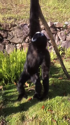 Funny Monkey Song Compilation