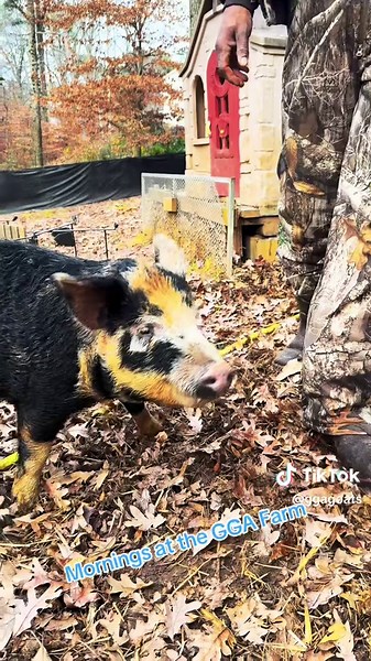 Mornings at the GGA Farm! 🐐🐮🐷 #therapyanimals #goats #cows #pigs #atlanta #fyp #foryou #foryoupage #viral
