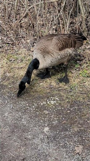 Hungry Canada Goose