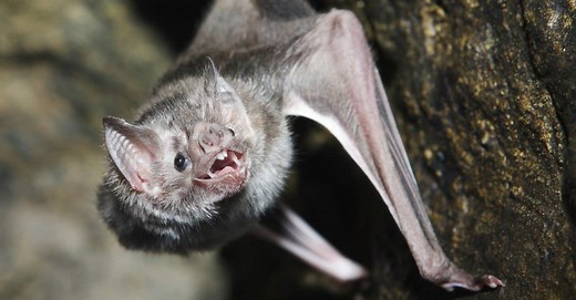 Vampire Bat Teeth: Everything You Need To Know