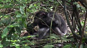 RAW VIDEO: Chimpanzees Filmed 'Using Leaves Like Toilet Paper' 2/5