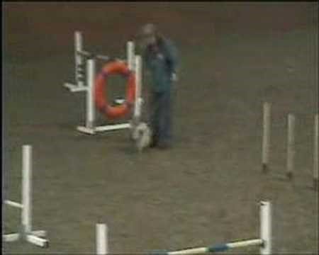Pomeranian practices Agility course