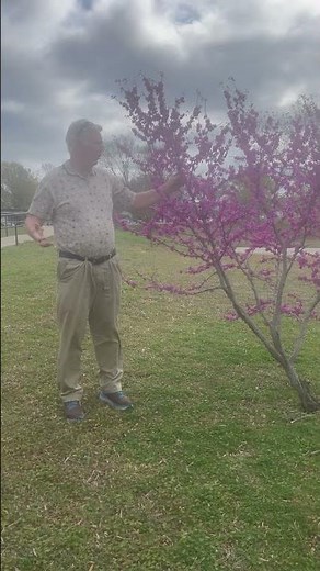Oklahoma state tree-the redbud! Spring is here, and a fresh new season of Gods blessing is upon us.
