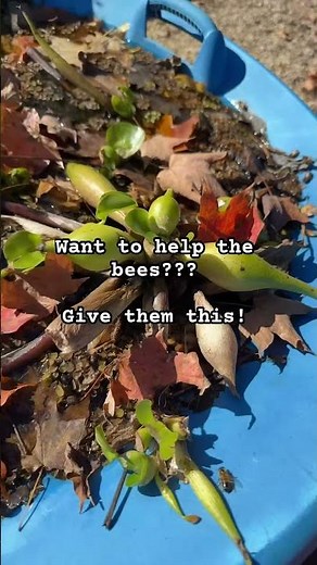 Help the bees! Give them WATER. #helpthebees #beekeeping