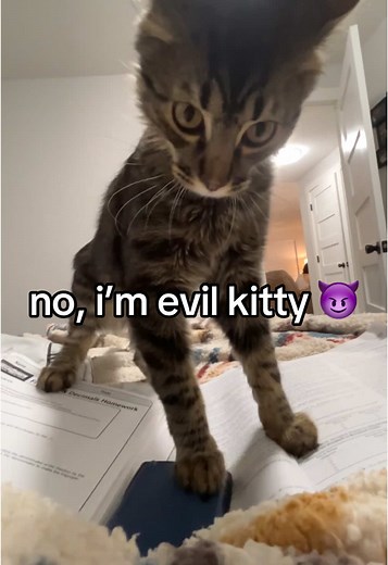 Evil Kitty: The Mischievous Cat You Can't Resist