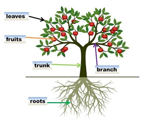 Vocabulary Tutorial: Parts Of A Tree
