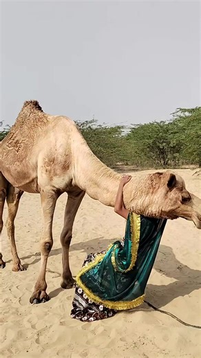Funny Camels Enjoying Life