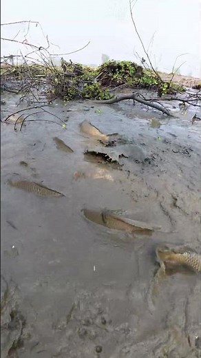 Unbelievable Fish Frenzy! Massive Swarm in Shallow Muddy Water 🤯 #fishing #nature