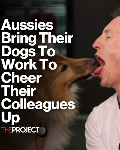 22K views · 178 reactions | Bring Your Dog To Work Day highlights the benefits of working with our beloved furry friends, with 85 percent of dog owners willing to return to the office if they could bring their dogs into the office more. | The Project | Facebook