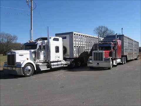 Thomas Cattle Hauling cows and cow trucks