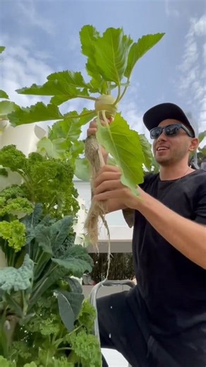 This vertical cultivation method accelerates crop growth by providing the roots with 100% oxygen availability since the roots hang in the air for 80% of their lives, which enhances nutrient absorption efficiency at the root level. #farming #agriculture #gardening #aeroponics #hydroponics #verticalfarming #towergarden #soilless | Jimmy Chou