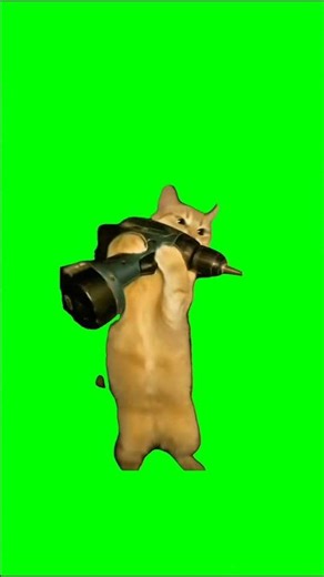 CAT WORKING green screen meme! #cat #catworking #catdrilling #greenscreen #memes