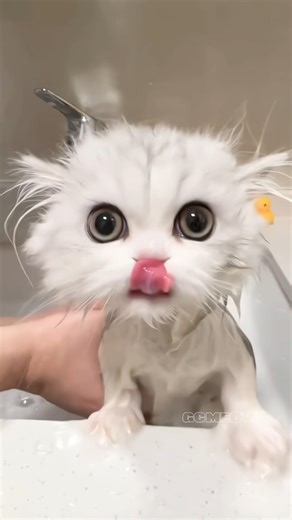 🥰Cute Bathing Kitten#cat #kitten#meow