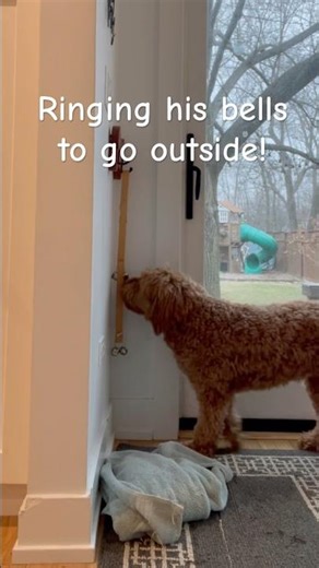 Ringing his bells! #louiethedoodle