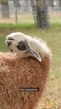 ¿LLAMA O ALPACA? 🦙 El 90% se equivoca ❌ 5 Curiosidades de las Llamas 🧐