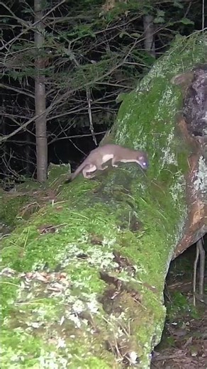 Stoat early morning with white light camera #stoat #ermine #weasel